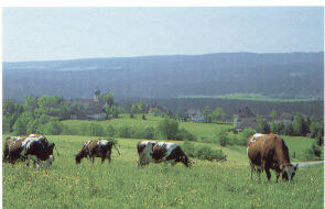 berg.jpg (70563 Byte)